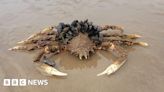 Beachgoers amazed by large washed-up spider crab in north Wales