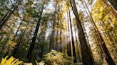 This Tiny Logging Town in Sonoma Is Considered the Fire Island of Northern California Wine Country