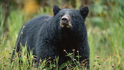 Arizona teenager saved by brother after black bear attack