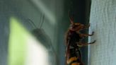 Natural way to ‘deter’ wasps ‘keeps pest away’ from your home for good