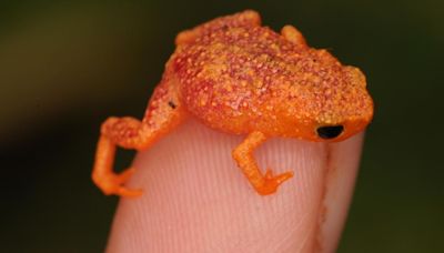 Watch: How A Frog Is Helping Scientists Understand A Deadly Amphibian Pandemic