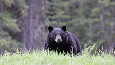 Dead black bear in large plastic bag found in Arlington Co. - WTOP News