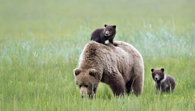 Mama Bear’s Reaction to Her Cub Climbing All Over Her Is So Relatable