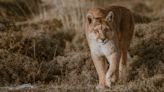 Whistler trails closed after hiker faces off with mountain lion