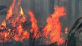 Seeing smoke? Volusia County, Port Orange launch prescribed burns today. What we know.