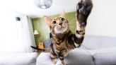 Bengal Cat Expertly Opening Every Cabinet and Drawer Is a 'Raccoon in Disguise'