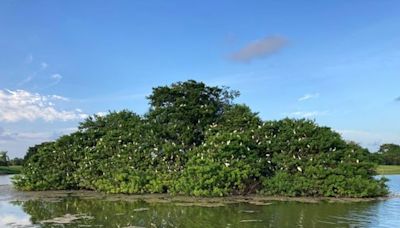 On idled Florida golf courses, nature stages a comeback