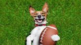 Puppy Bowl XX Returns in 2024 With 130+ Adoptable Dogs
