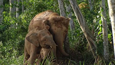 La UICN alerta del peligro de extinción del elefante de Borneo y reptiles de Canarias y Baleares