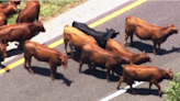 Video shows herd of escaped cows causing huge traffic jam on Florida turnpike