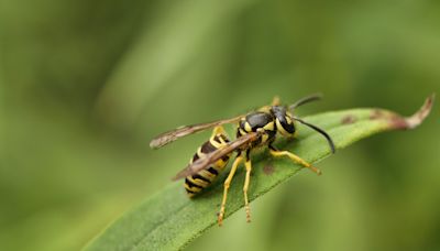 How to Get Rid of Yellow Jackets in Your Yard Without Chemicals