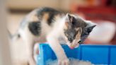 How Do Cats Know to Use the Litter Box? We've Got the Scoop