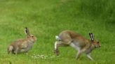 Hare-brained scheme: Attleboro man busted for illegal hare trafficking