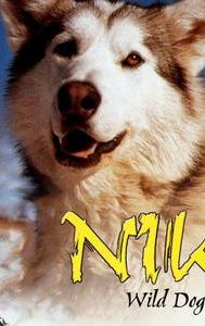 Nikki: Wild Dog of the North