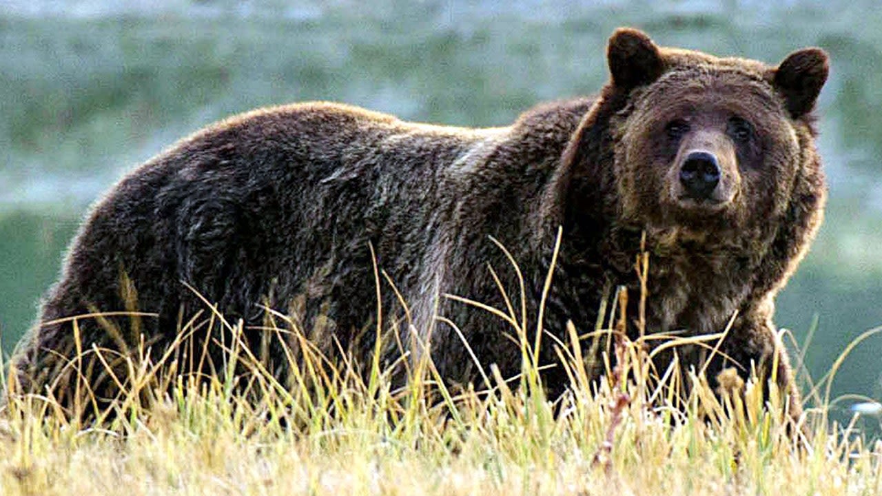 Idaho hunter bitten by grizzly describes ‘surprise’ attack: ‘Like playing tug of war with your dog’