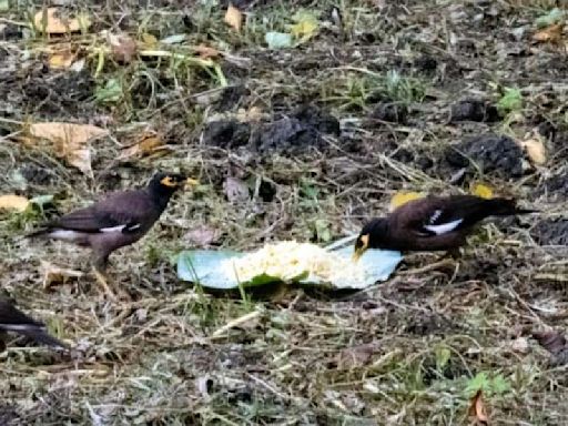 Myna a surprise addition on urban scavenger list, Covid boredom feeds Bengal study