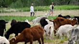 Goats recruited to prevent wildfires