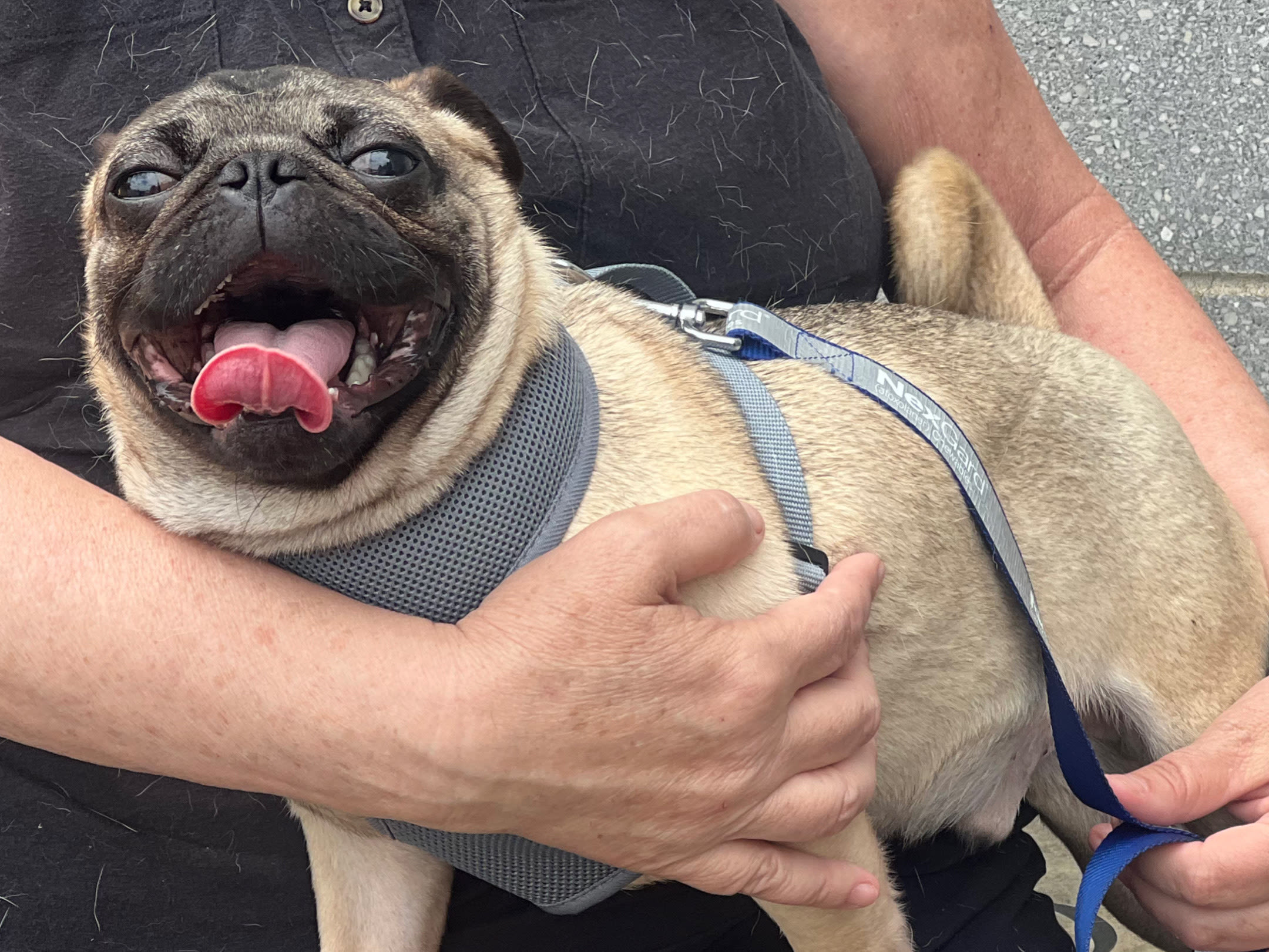 The Animal Shelter Society's Pug-tastic Pet of the Week - WHIZ - Fox 5 / Marquee Broadcasting