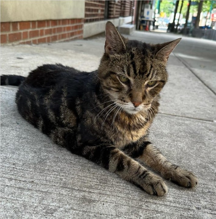 Beloved bodega cat goes missing; Queens residents rally for his return