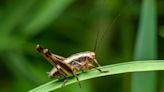 Crickets swarm towns in the West - UPI.com
