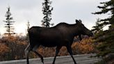 Moose kills Alaska man trying to take picture, family says they don't want animal put down