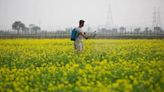 SC gives split verdict on Centre’s conditional approval for GM mustard release