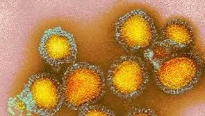 Influenza viruses can use two ways to infect cells: Study - News Today | First with the news