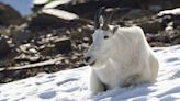 "It is unknown if the goat was wearing an airbag" – lucky animal survives 1,000ft ride after triggering avalanche