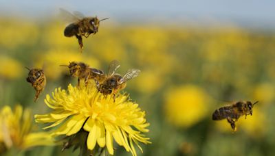 Bee swarm injures workers in Paramus as police urge residents to stay inside