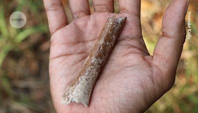 Tiny arm bone belonged to smallest ancient human ever found