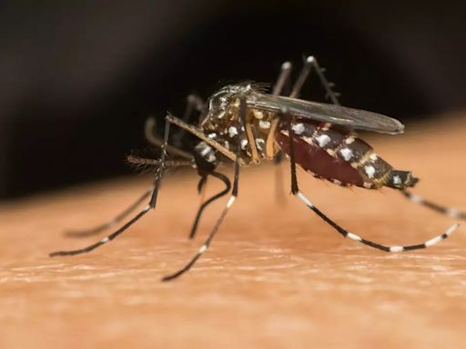 Argentina Dengue Outbreak: More Than 527,000 Cases Reported In The Country; Ways To Keep Your Protected