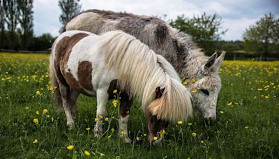 California Couple ‘Can’t Comprehend’ Why Their Pair of Miniature Ponies Were Shot to Death