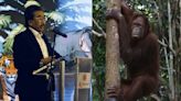 Malaysia's 'Orangutan Diplomacy' draws backlash for alleged hypocrisy