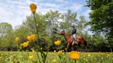 A home for horses: Explore Chorleywood Farm, a second chance spot for retired racehorses