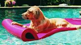 Here's how to your pets cool in the sweltering summer heat