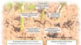 Developing novel methods to detect antibiotics in vegetables and earthworms