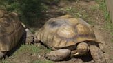 Two Tortoises Caught Having a Magical Moment at Walt Disney World's Animal Kingdom