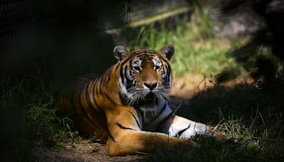 El número de tigres aumenta pero tres subespecies han desaparecido en los últimos años