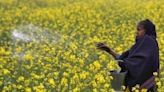 Split decision by SC on environmental release of GM mustard