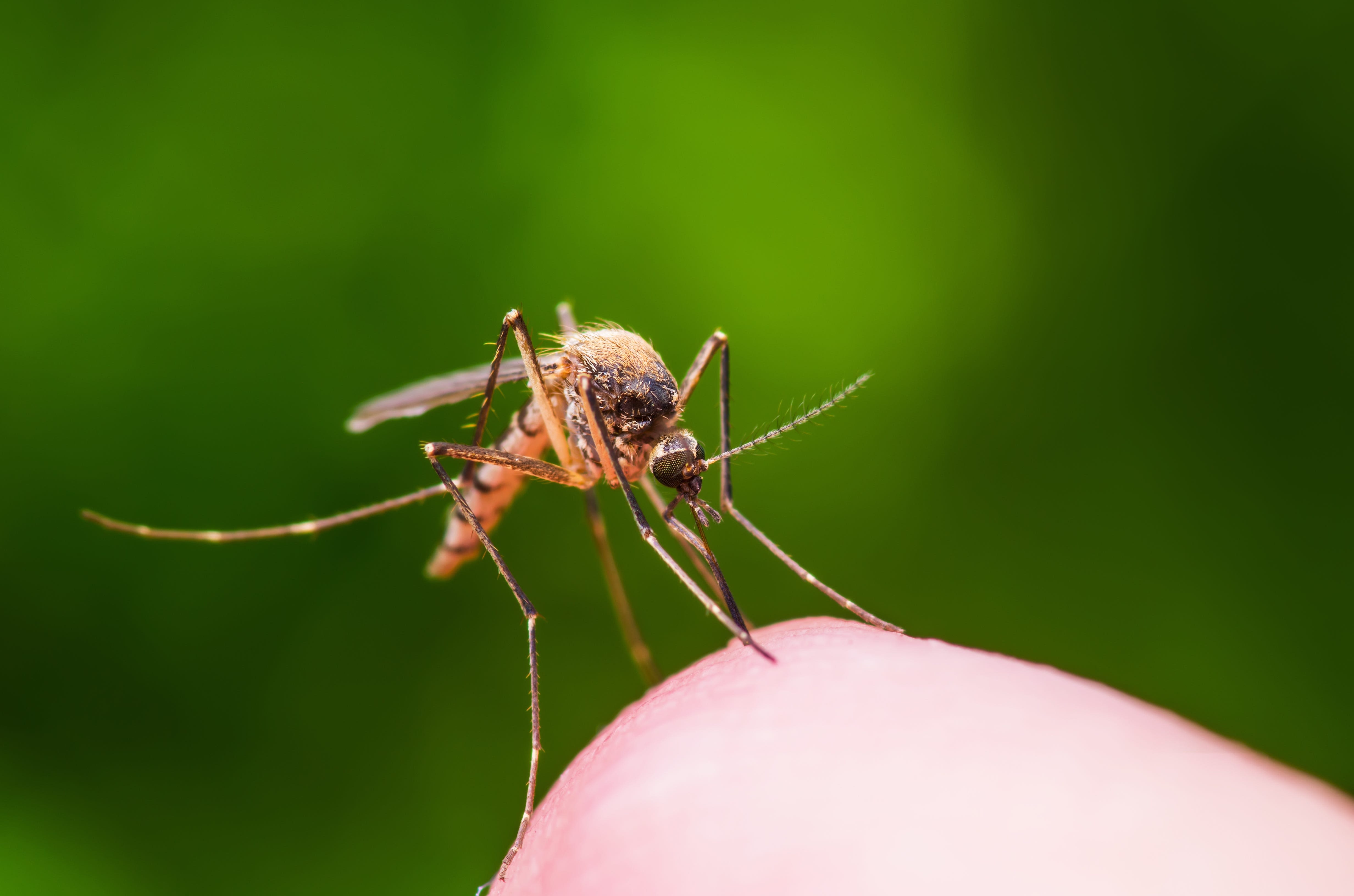 What's the Jamestown Canyon virus, the virus found in some Maine mosquitoes?