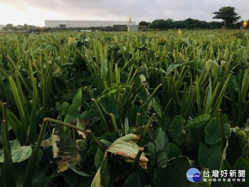 凱米颱風襲台 中市海線芋農未雨綢繆砍芋葉防風