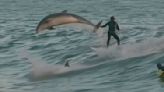 Watch: Dolphins share large waves with California surfers