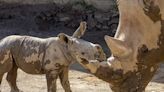 San Diego Zoo welcomes male baby rhino, celebrates breeding initiative
