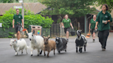 Pygmy goats tour London Zoo as part of unique fundraising challenge