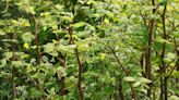 Why Japanese Knotweed is a problem and what to do if you find some