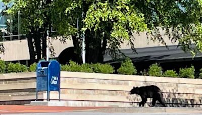 Bear spotted in downtown Asheville. Here's what to know about common bear misconceptions.