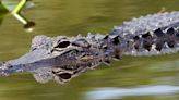 Recent alligator attacks reminder 'they're around us all the time'