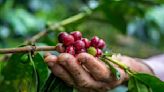 Cifras de sector cafetero de Colombia mejoran: esto es lo que falta