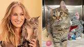 How Sarah Jessica Parker's New Rescue Cat Ended up on the Set of 'And Just Like That...' (Exclusive)