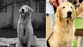 Buddy, Singapore Zoo KidzWorld's 'sunshine' golden retriever, dies aged 9